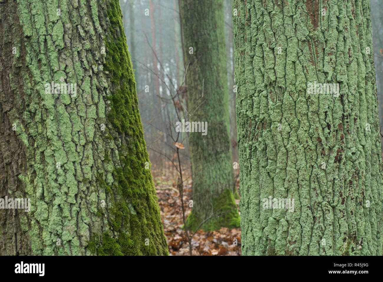 Alten Eichen im Herbst Wald auf nebligen Tag Stockfoto