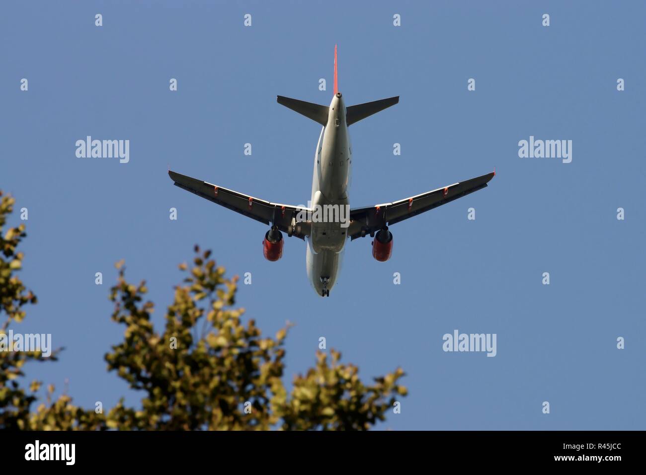 Flugzeug über ein Büschel von Bäumen Stockfoto