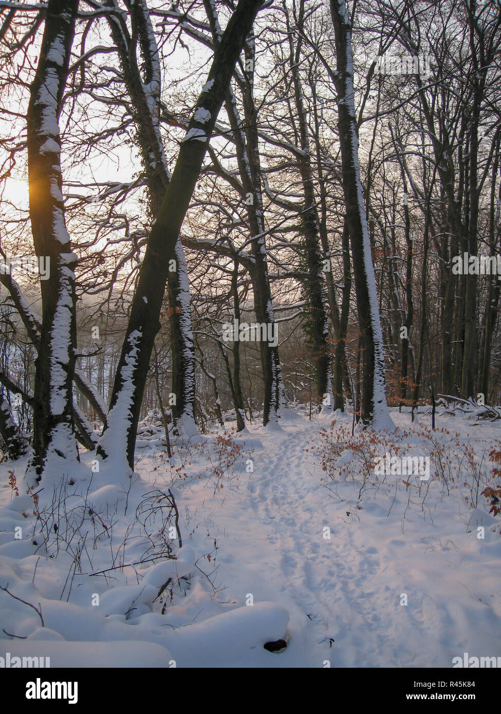 Ruhigen Fußweg mit Fußspuren im hellen Schnee bedeckt Wald mit Sonnenstrahlen und weiche gelbe Leuchte Stockfoto