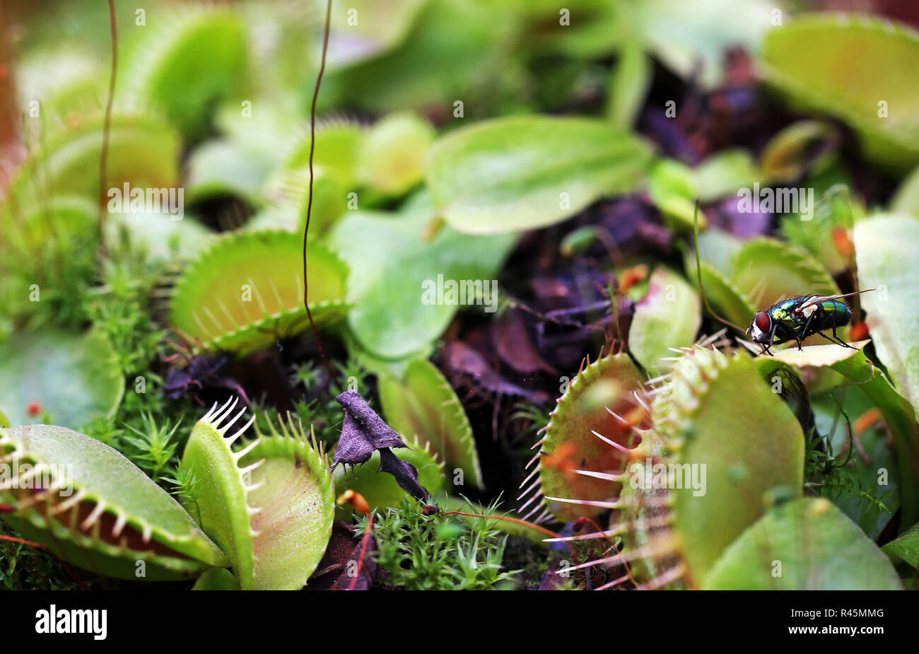 Venus Fliegenfalle Dionaea muscipula mit Beute Stockfoto