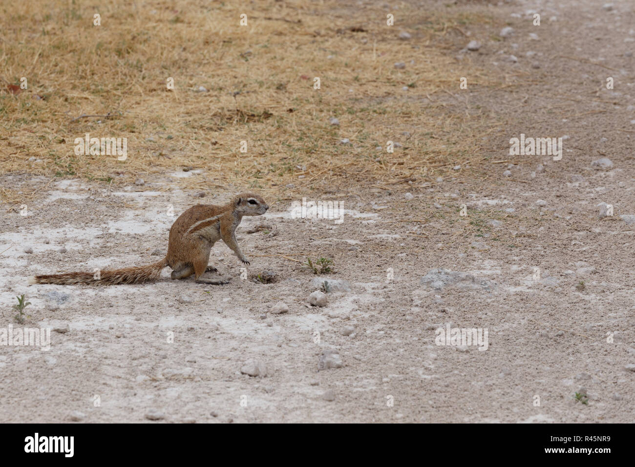 Südafrikanische Erdhörnchen Xerus inauris Stockfoto