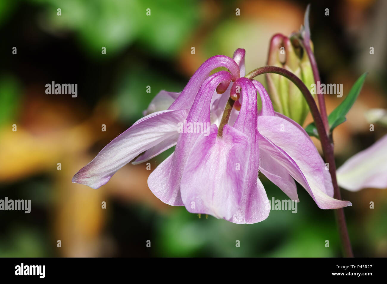 Columbine Blütenstand Stockfoto