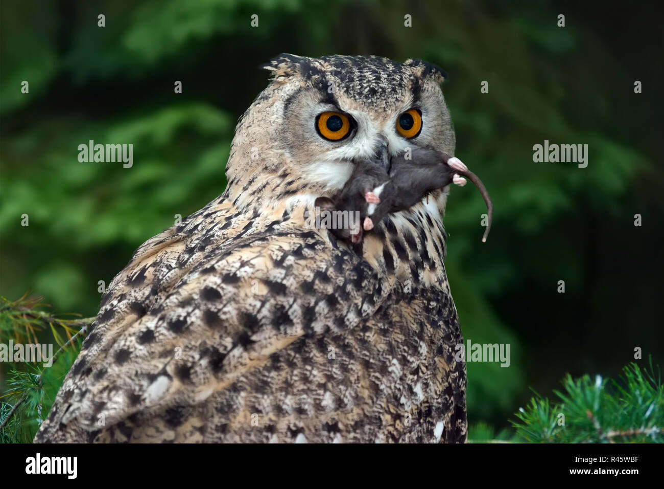 Schließen große Eule Essen einer Maus Stockfoto