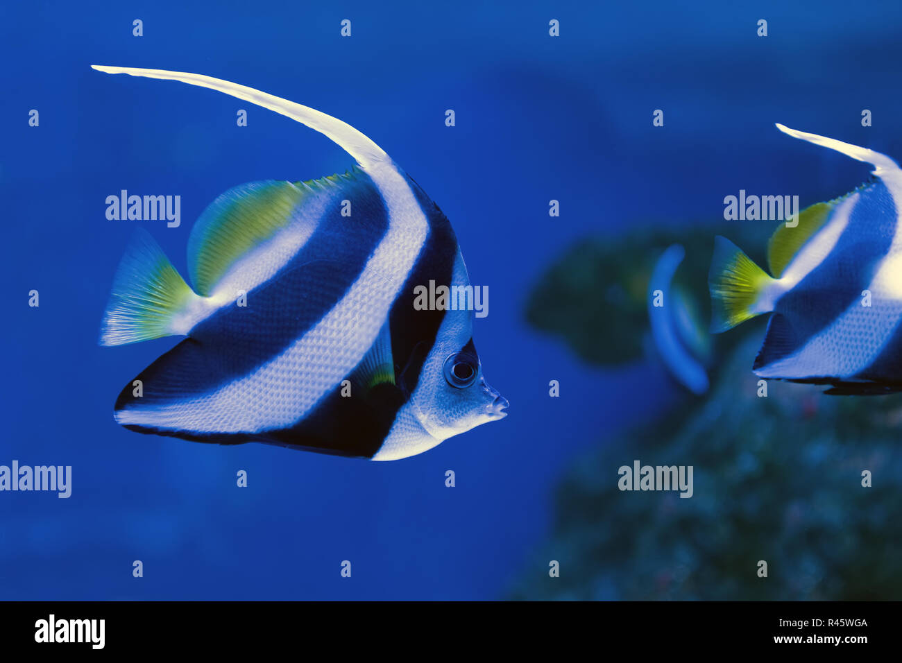 Schönen Maurischen idol Schwimmen im Aquarium Stockfoto