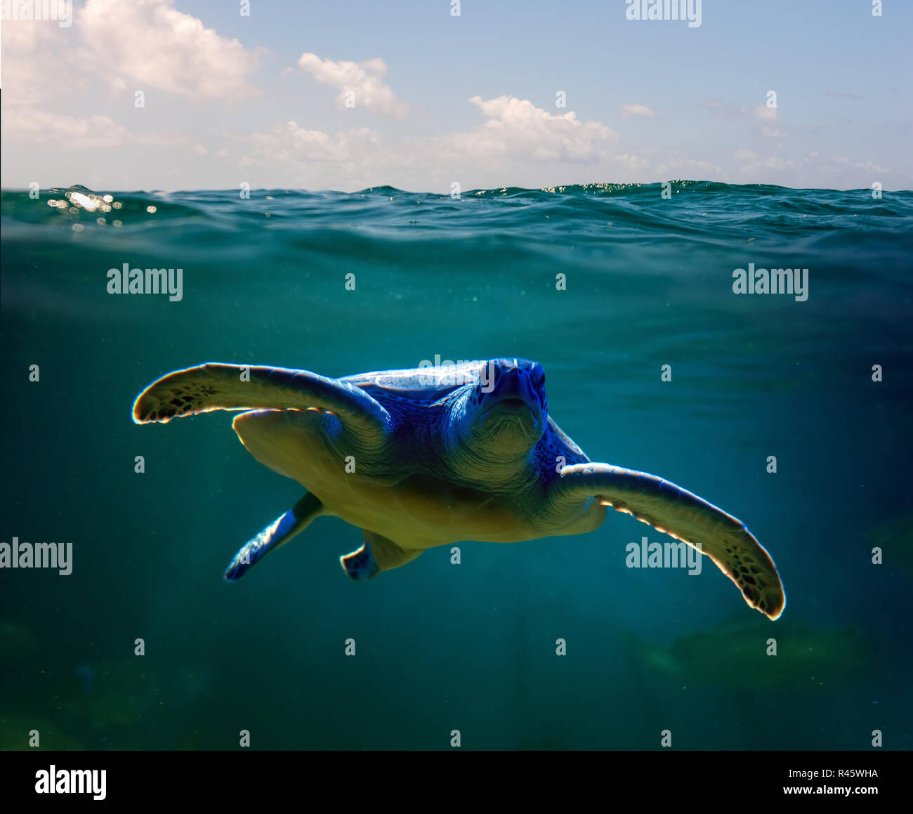 Grüne Meeresschildkröten schwimmen im Meer Stockfoto