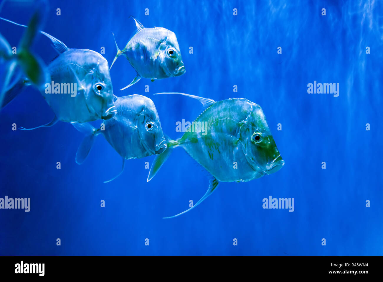 Viele Silber Lookdown Fische im Aquarium Stockfoto