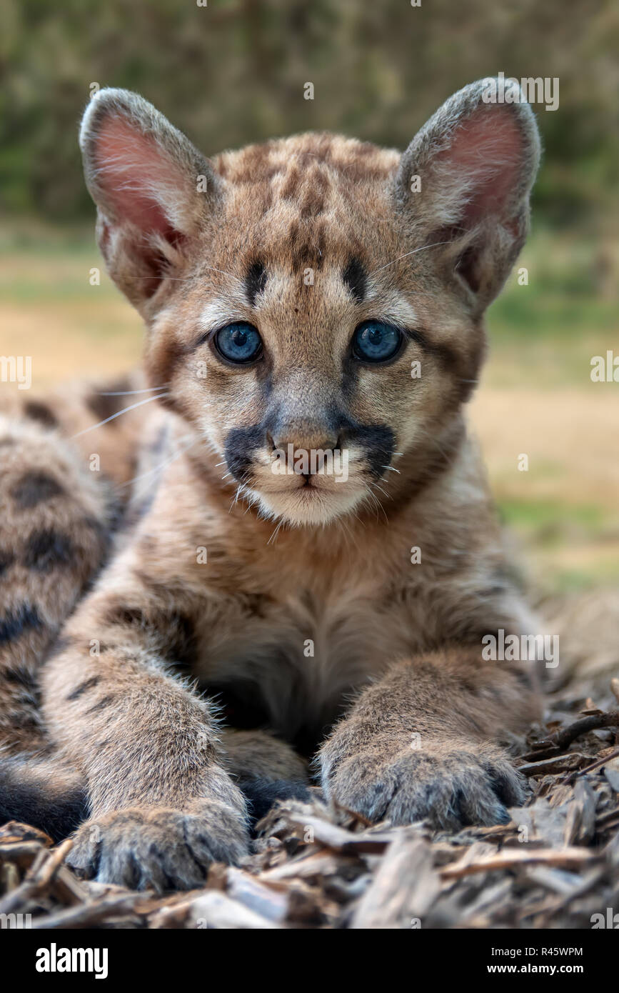 Portrait Baby Cougar, Mountain Lion oder Puma Stockfotografie - Alamy