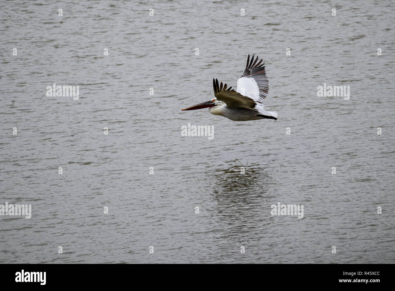 Pelikan Wegfliegen zu bei Kerkini See im Norden Griechenlands bleibt bei einem kalten Wintertag Stockfoto