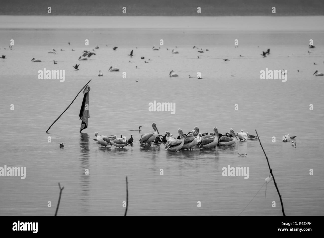 Gruppe von Vögeln, vor allem Pelikane und Kormorane am Kerkini See im Norden Griechenland während eines kalten Winters Tag ruhen Stockfoto