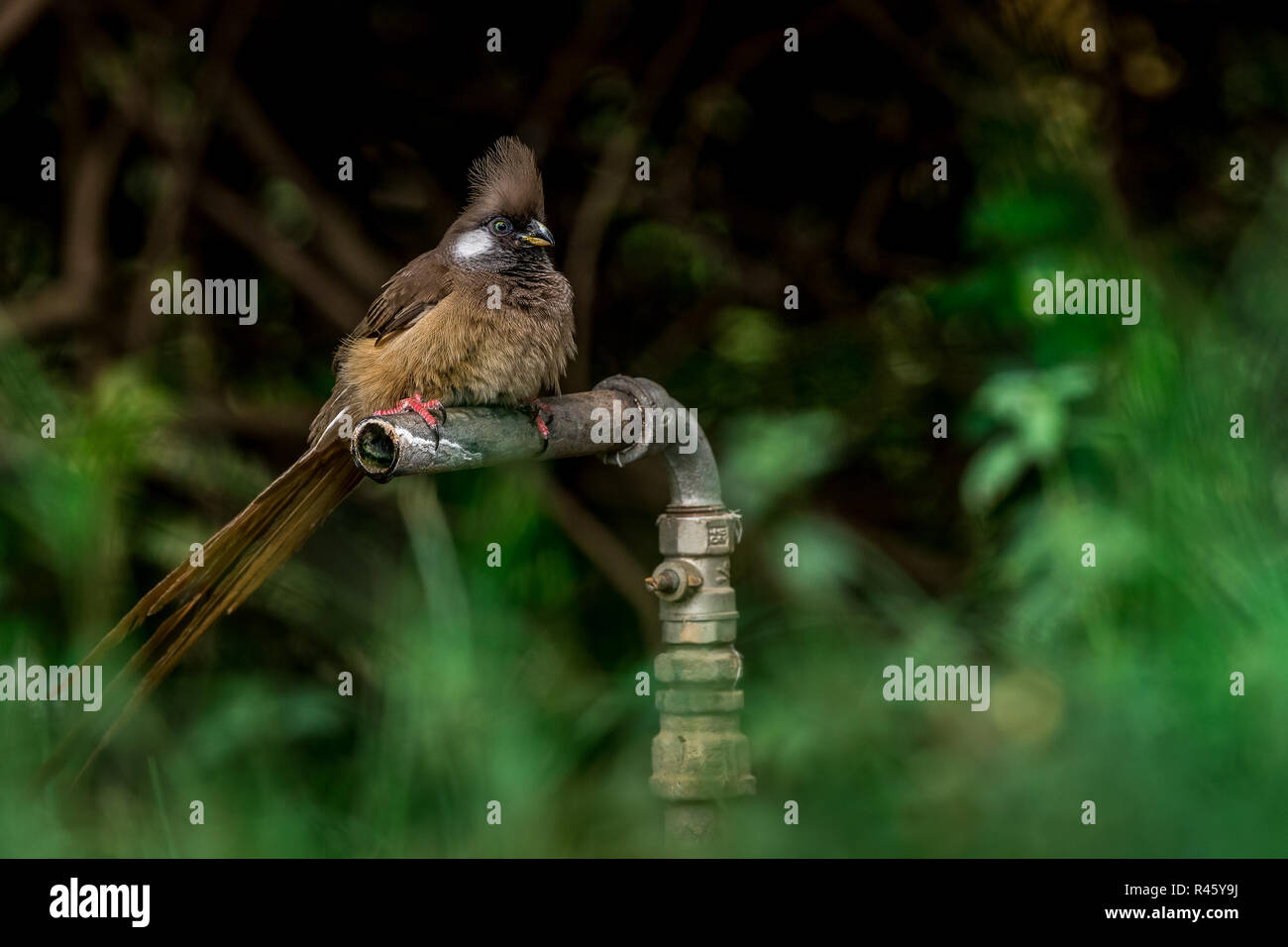 Dieses Bild von GESPRENKELTEN Mousebird ist in der Lake Nakuru in Kenia. Stockfoto