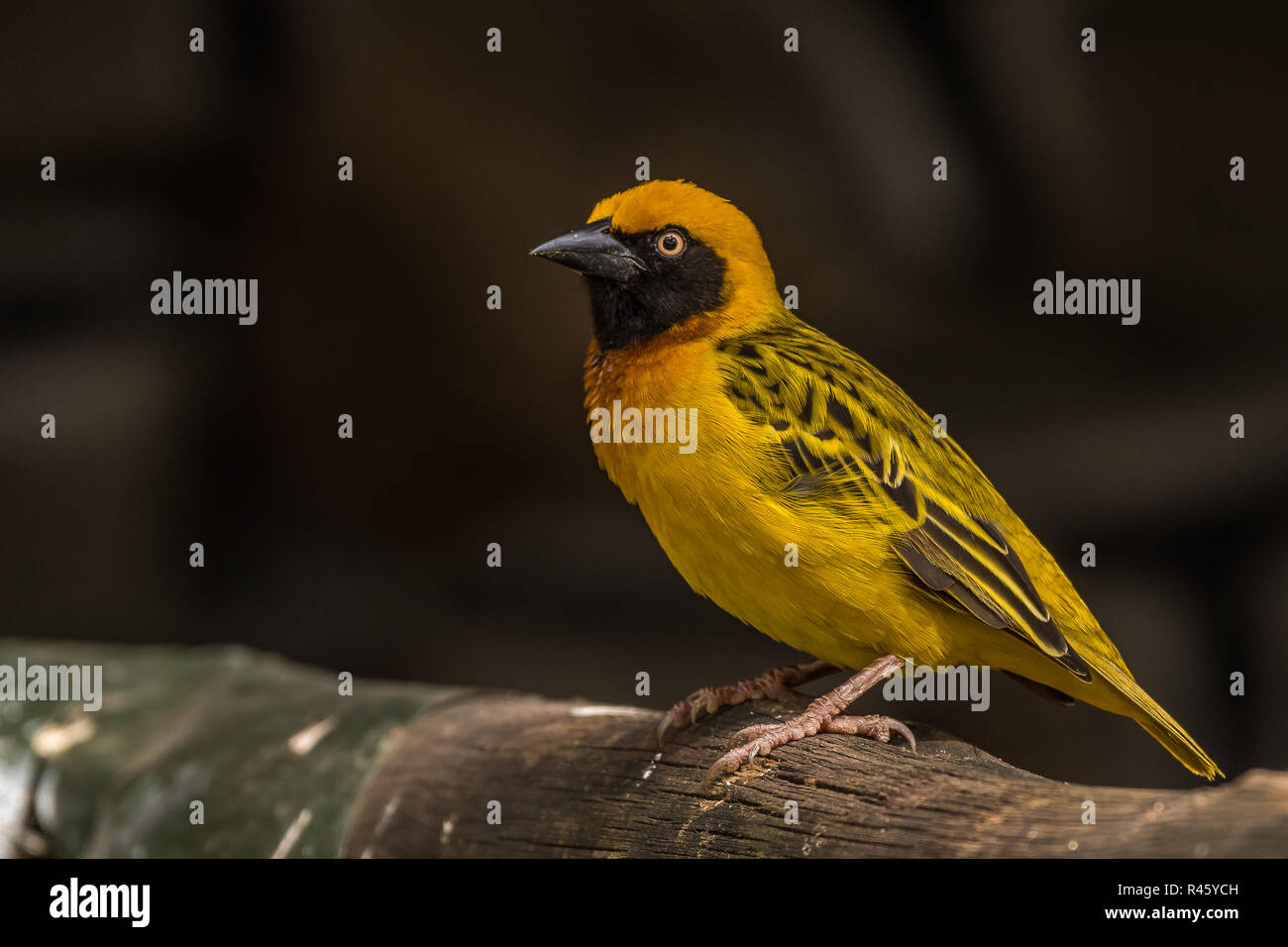 Dieses Bild des Speke Weaver Vogel ist in der Lake Nakuru in Kenia. Stockfoto