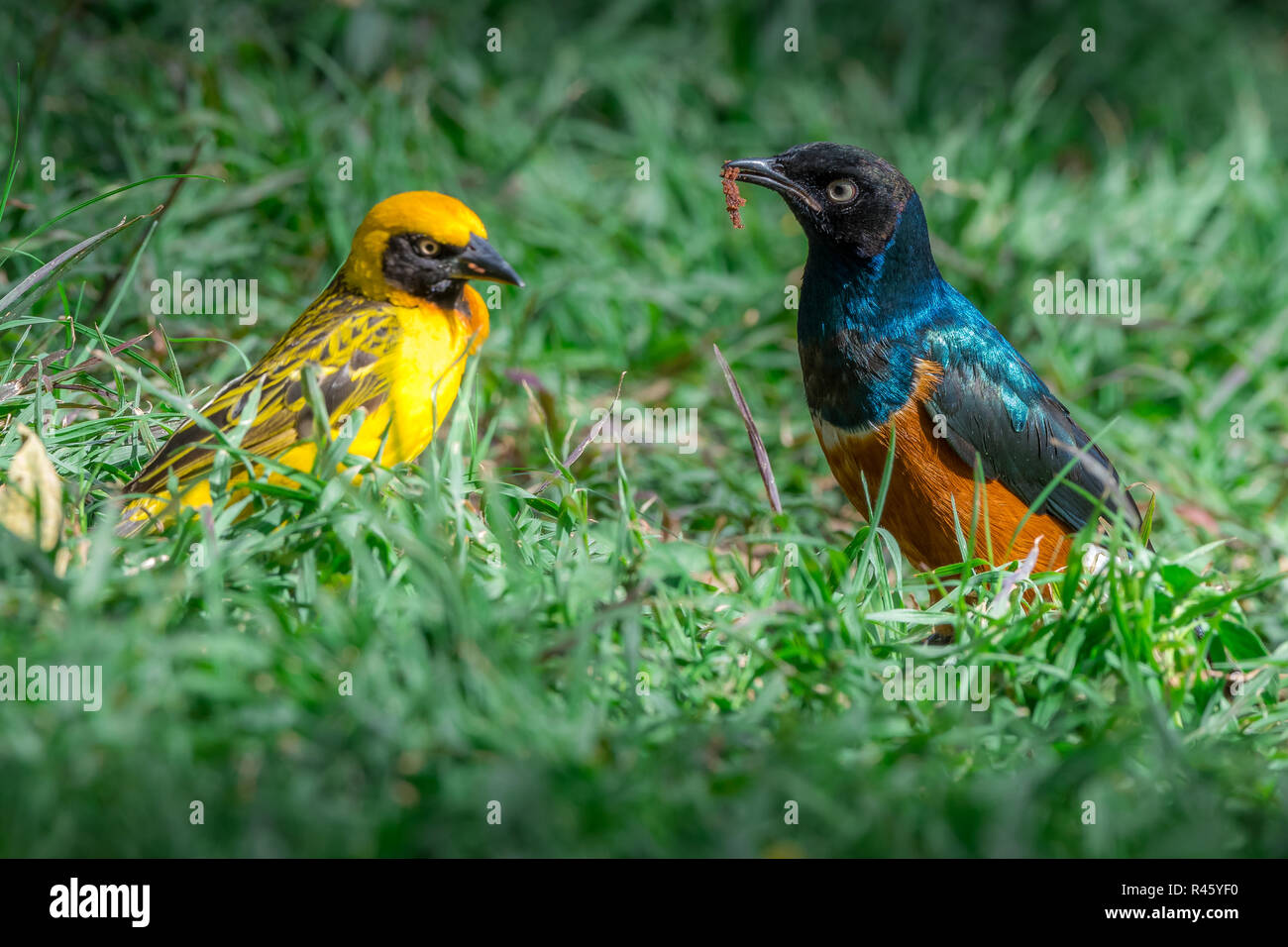 Dieses Bild des Speke Weaver Vogel und ausgezeichnete Starling Vogel ist in der Lake Nakuru in Kenia. Stockfoto