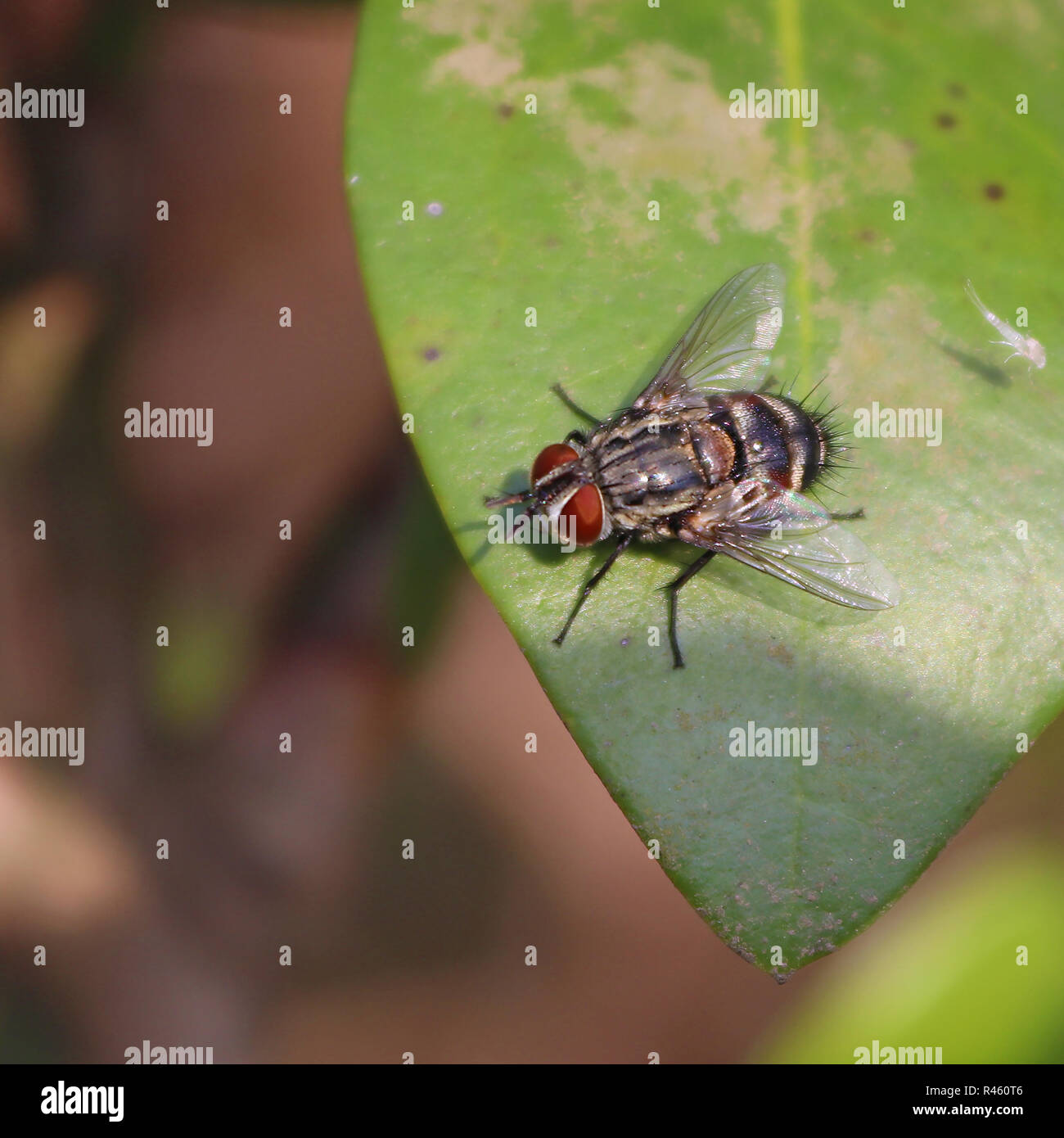 Spiky fliegen mit roten Augen Stockfoto