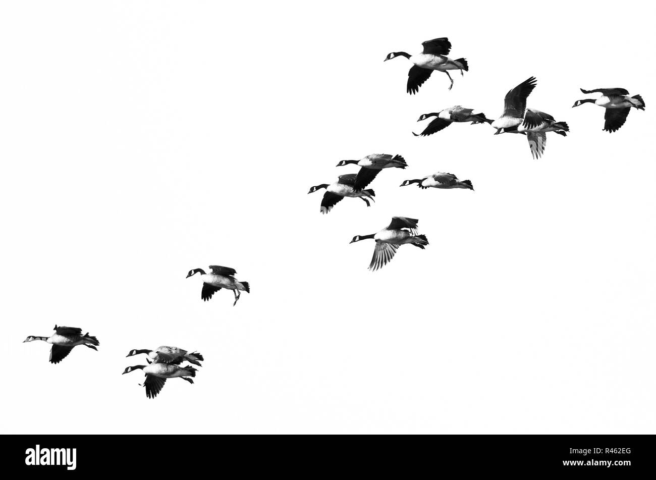 Herde von Kanada Gänse Fliegen auf weißem Hintergrund Stockfoto