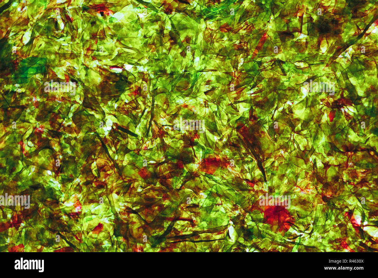 Blatt der getrockneten Nori Algen zum Licht gedrückt wird. Helles Grün mit Rot abstrakt Hintergrund Stockfoto