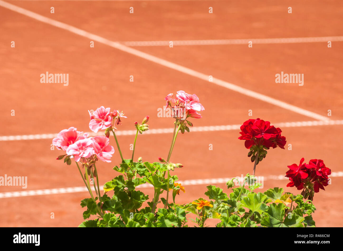 Red Geranien Blume Nahaufnahme auf rotem Lehm Tennisplatz Hintergrund Stockfoto