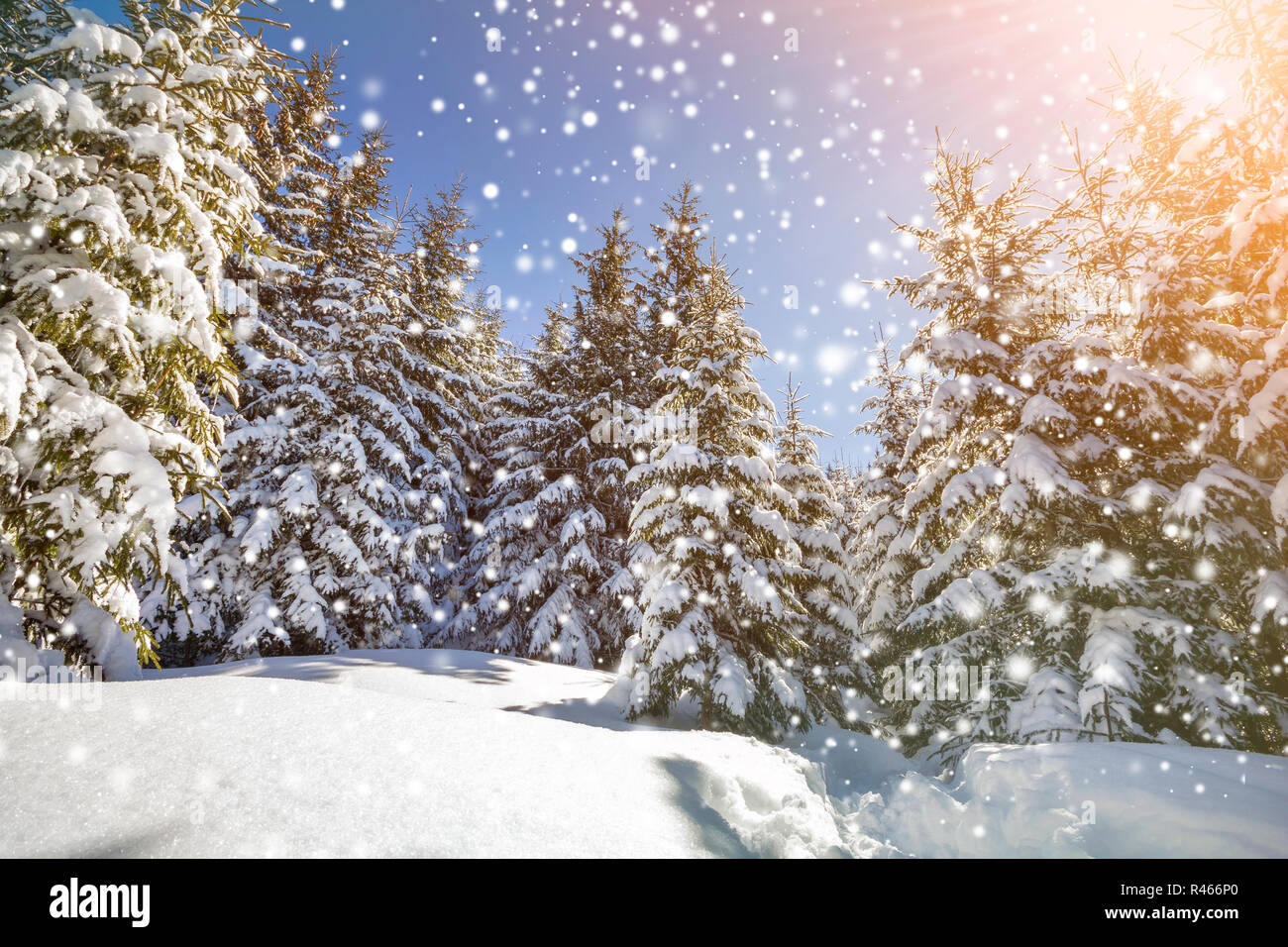 Schöne Winterlandschaft. Hohe Tannen bedeckt mit Schnee und Frost  beleuchtet durch die hellen Sonnenstrahlen auf bunten blauen Himmel und  fallen große Schneeflocken backgr Stockfotografie - Alamy