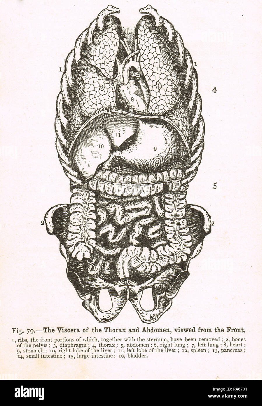 Eingeweide des Thorax und Abdomen, gesehen von der Vorderseite. Diagramm aus dem 19. Jahrhundert. Stockfoto