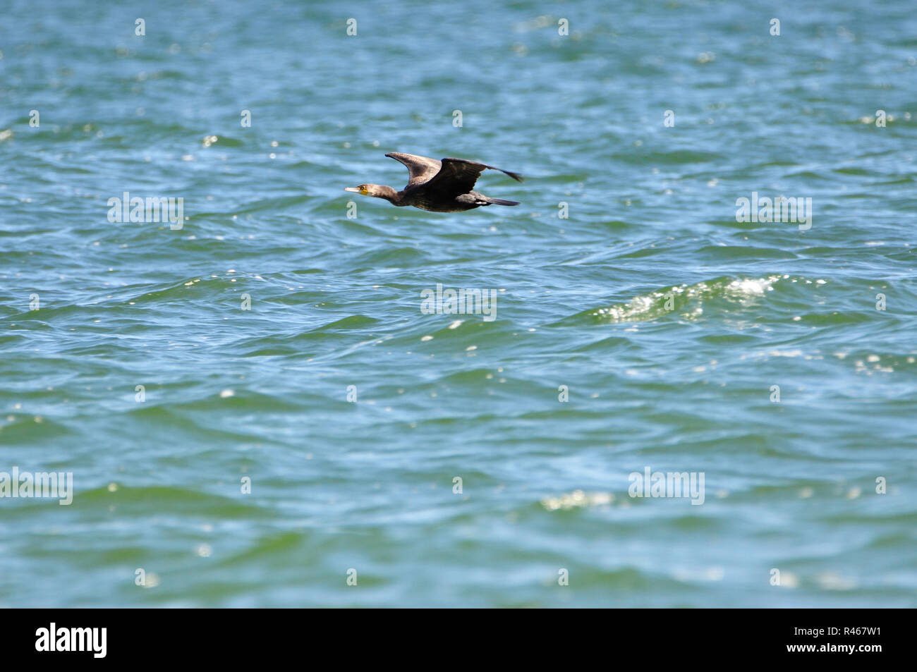 Kormoran Stockfoto