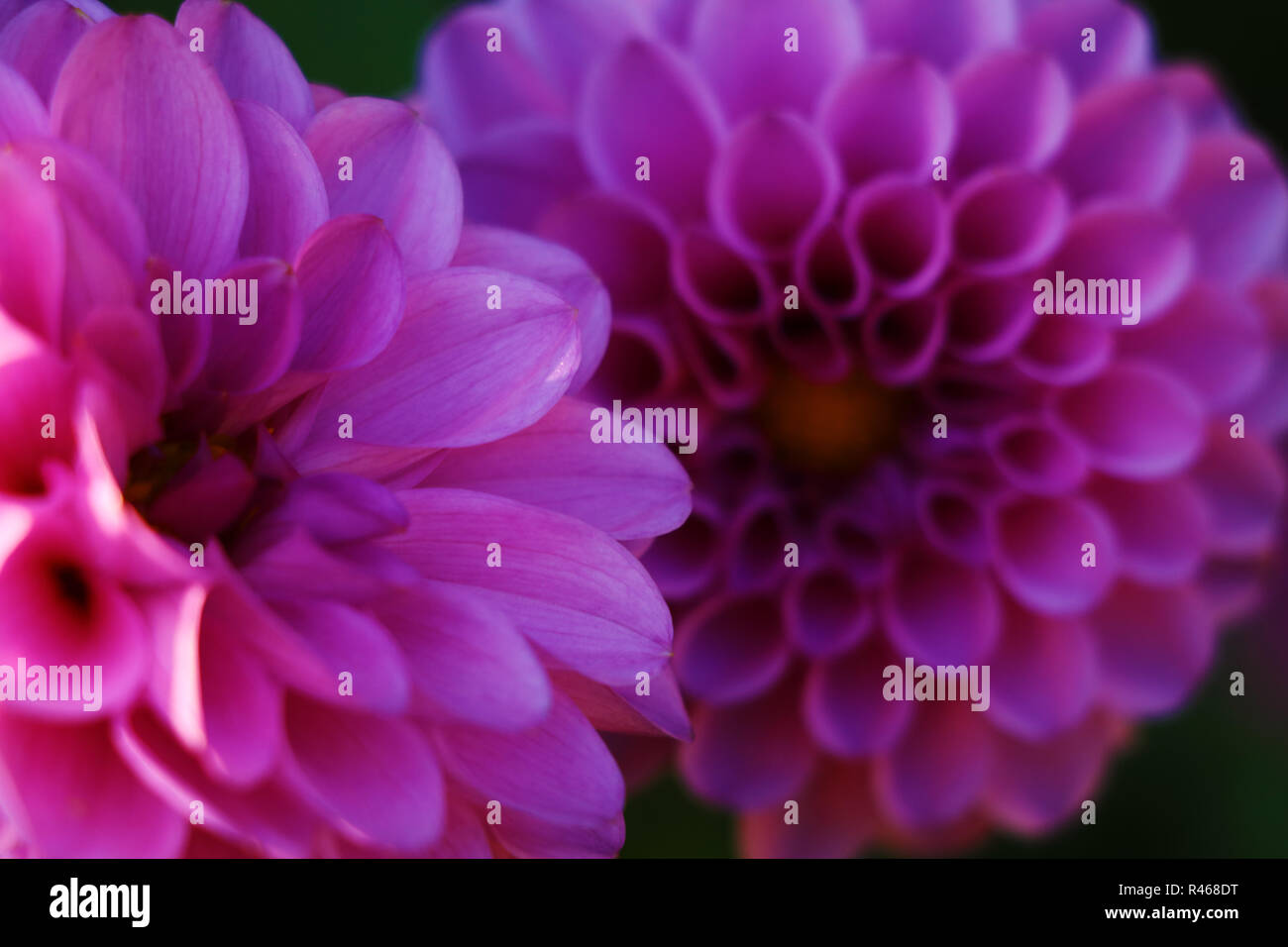 Dahlie Blume pom pom flowerhead. Edinburgh lila Dahlie Stockfoto