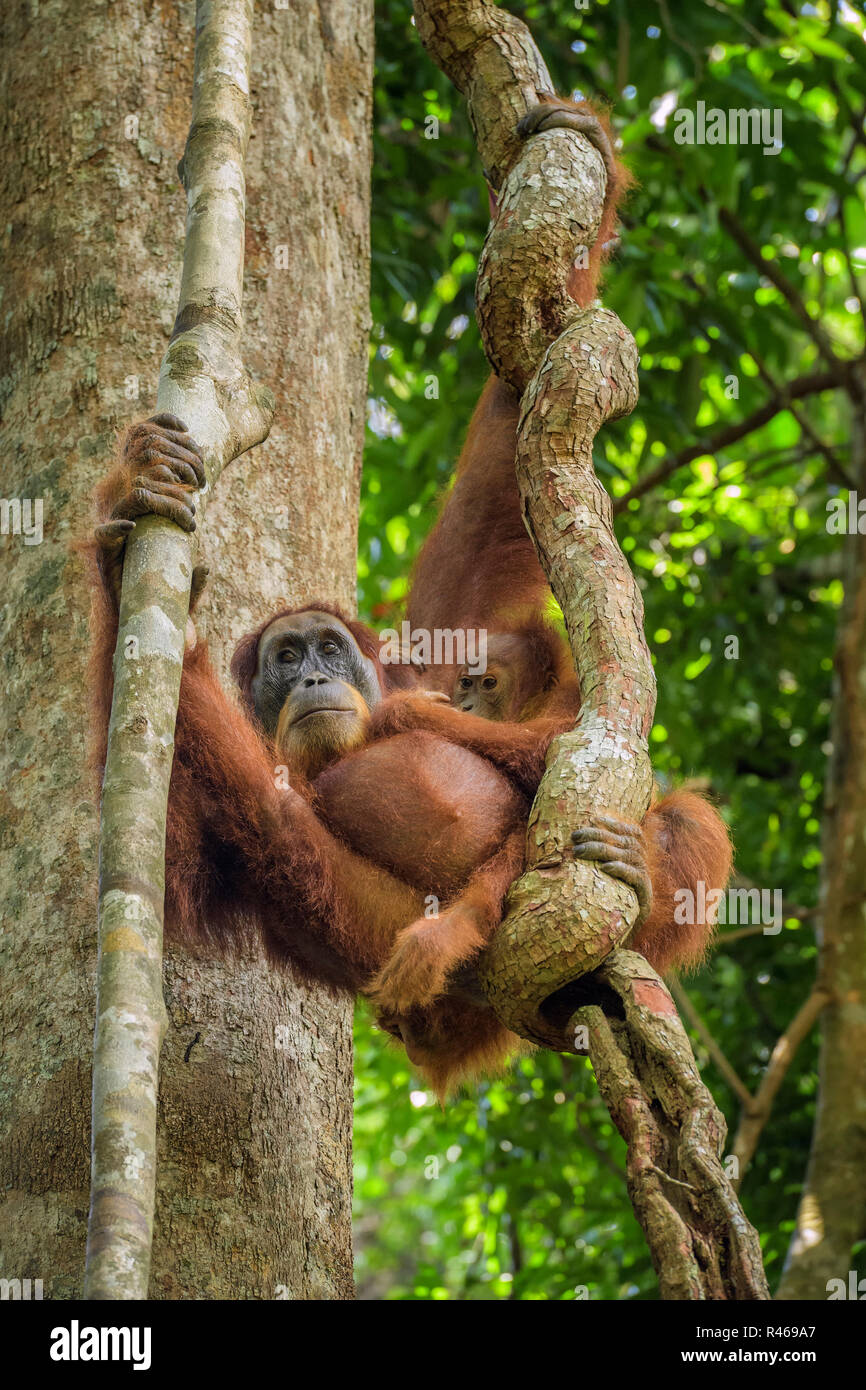 Sumatra Orang-Utan-Pongo abelii, Hominide Primaten Wälder von Sumatra, Indonesien. Stockfoto