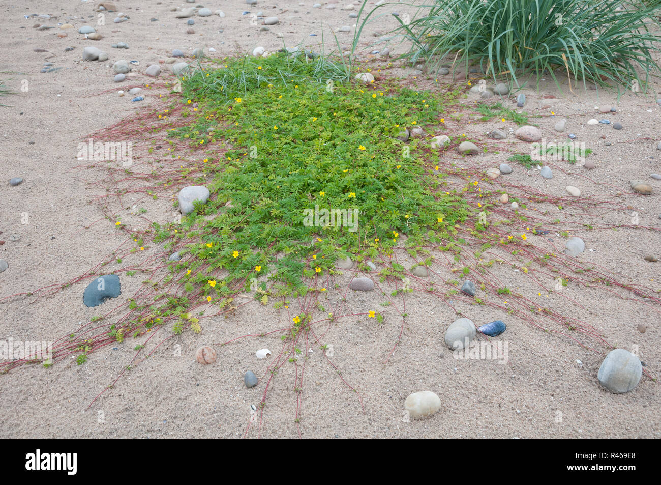 Kriechende rhizomen von silverweed (Potentilla anserina) in einem Carex arenaria (sand Segge) dune Gemeinschaft, Schottland Stockfoto