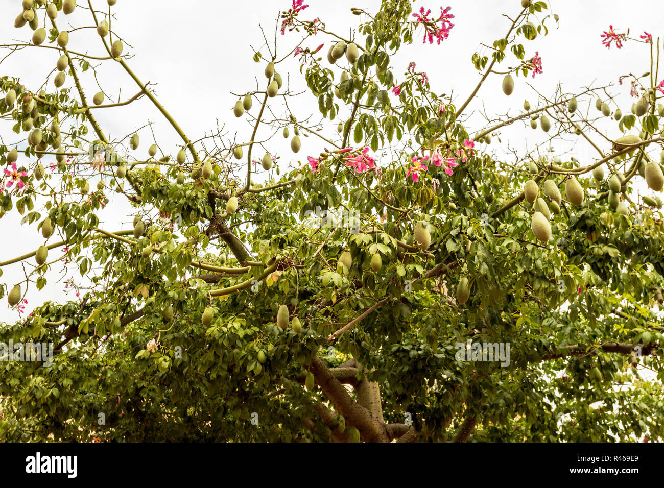 Blühende Asimina triloba, die Papaya, Papaya, Paw Paw Paw Paw-oder Baum, Monreale, Sizilien, Italien. Stockfoto