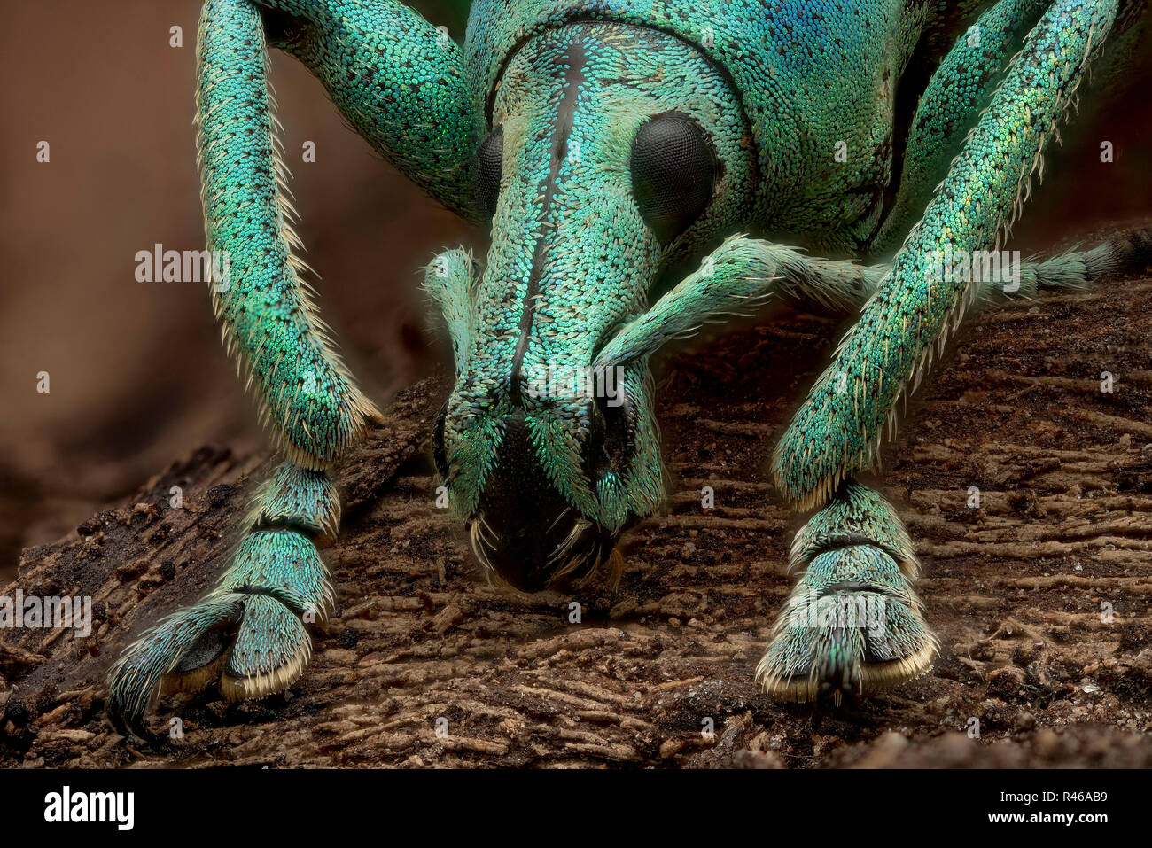 Curculionidae Stockfoto