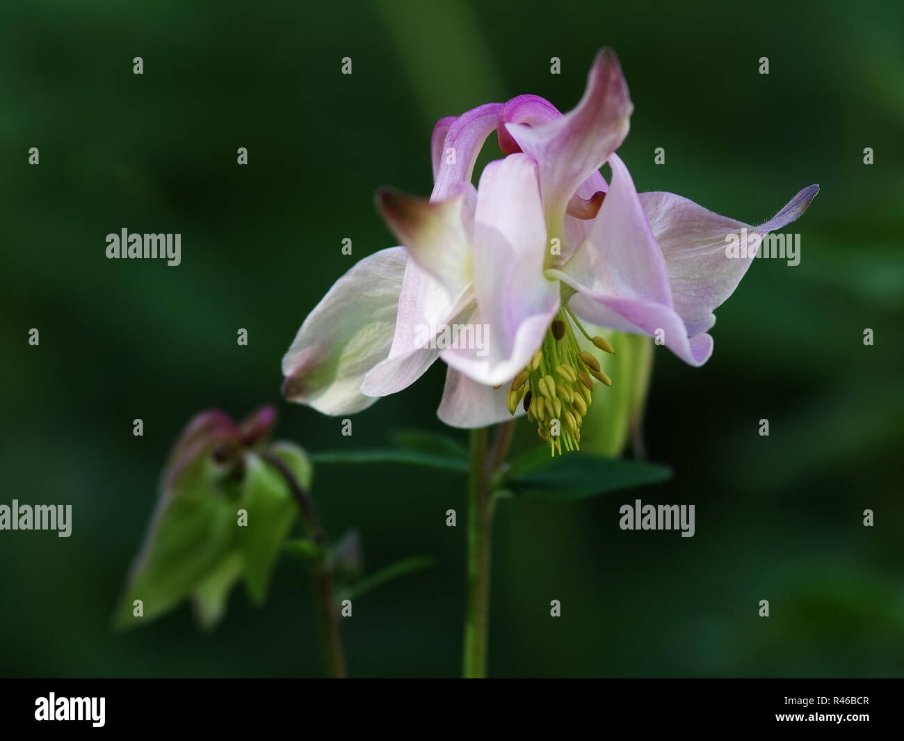 Columbine Blütenstand Stockfoto