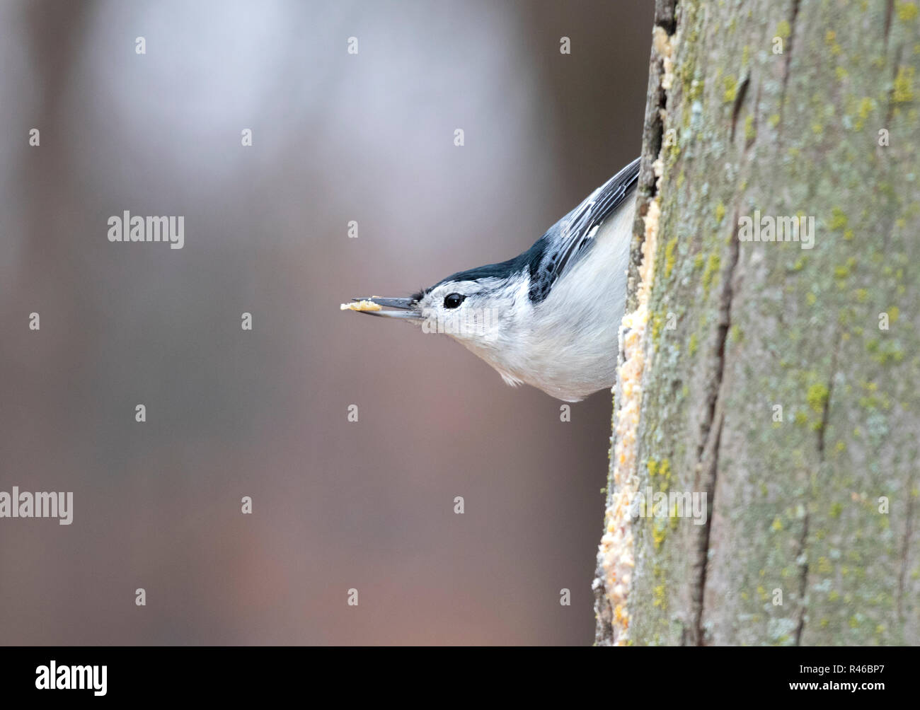 White-breasted Kleiber (Sitta Carolinensis) mit Nahrung im Schnabel Stockfoto