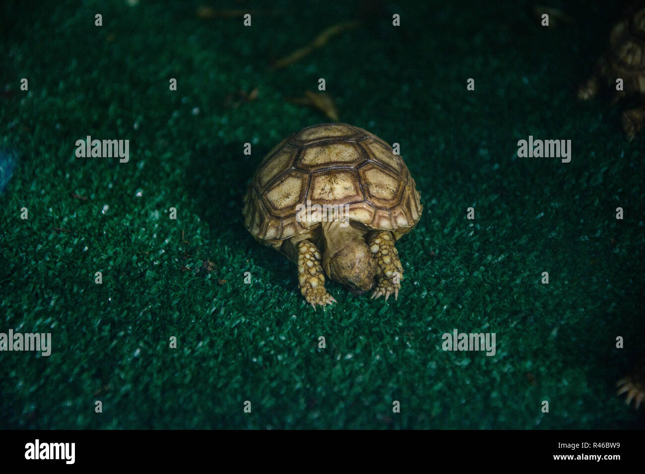 Baby Schildkröte in stepping Stockfoto