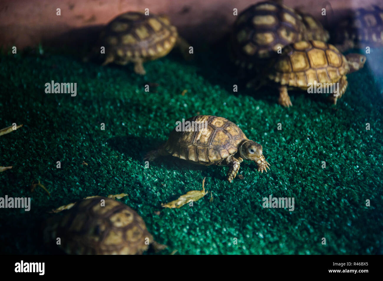 Baby Schildkröte in stepping Stockfoto
