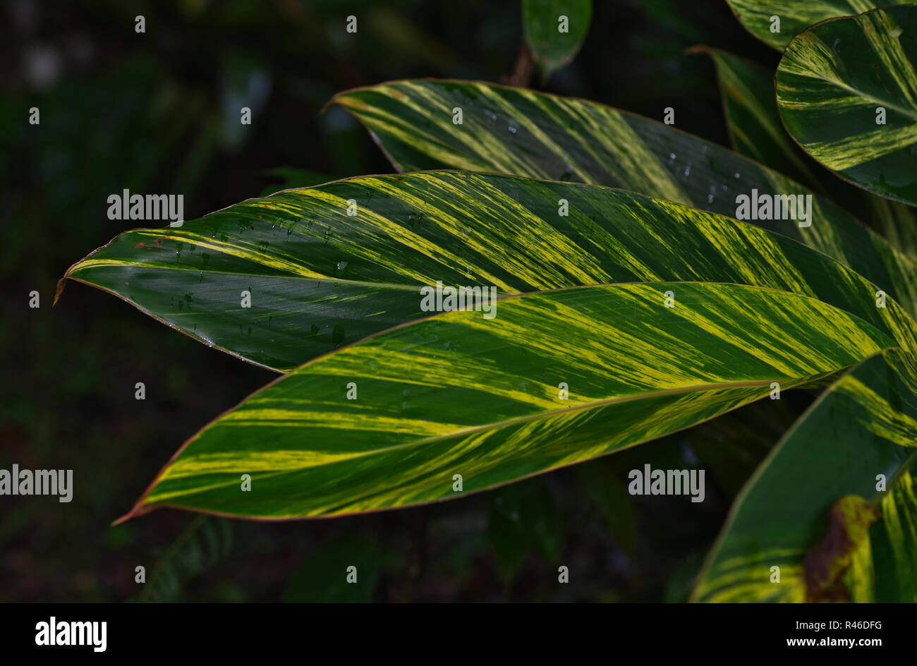 Grün gefärbten Blätter der Ingwerpflanze Stockfoto