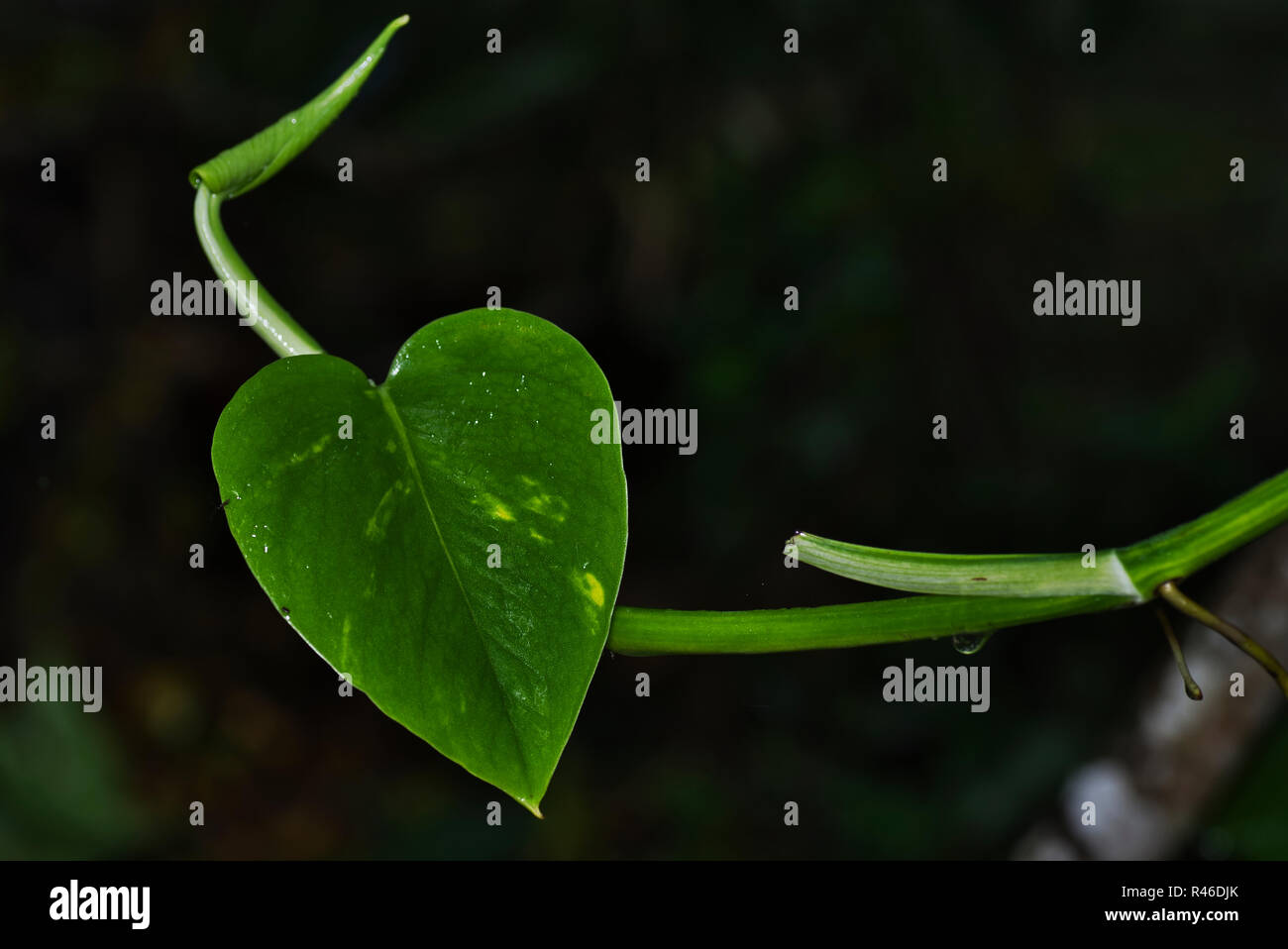 Herzförmige grünes Blatt mit weichen, grünen Hintergrund Stockfoto