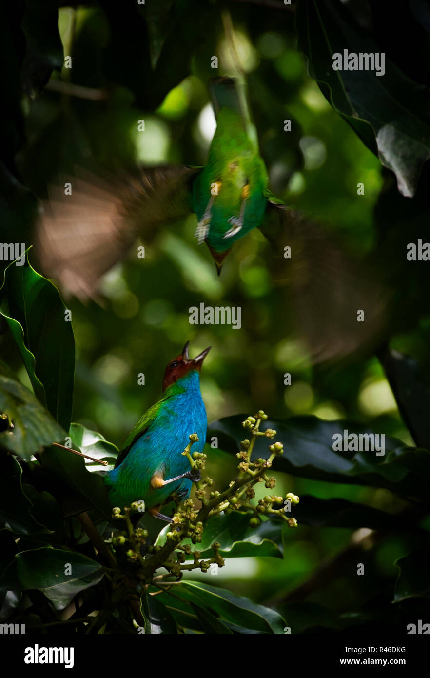Bucht tanager Vogel von anderen Vogel von oben angegriffen Stockfoto