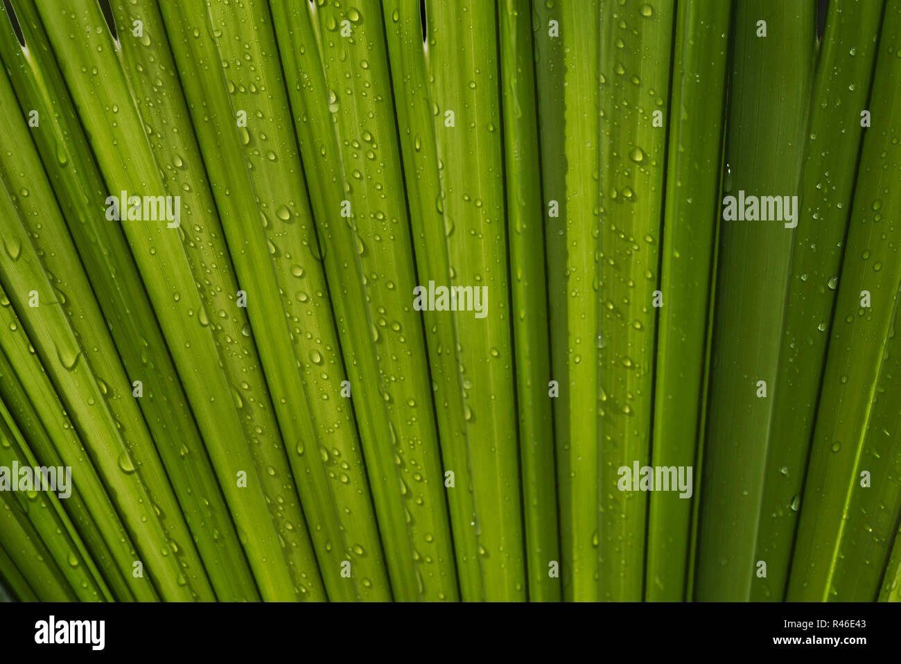 Palm treibt in der Nähe grün Hintergrund mit Regentropfen Stockfoto