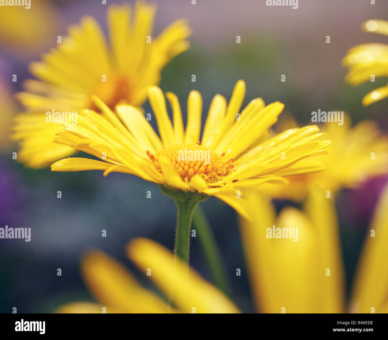 Gelbes Gänseblümchen Stockfoto