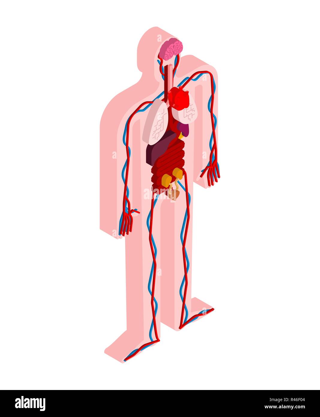 Die menschliche Anatomie Körper isometrisch. Innere Organe 3 D. Organsystemen des Körpers. Herz und Nieren. Gehirn und Magen. Blutgefäße Stock Vektor