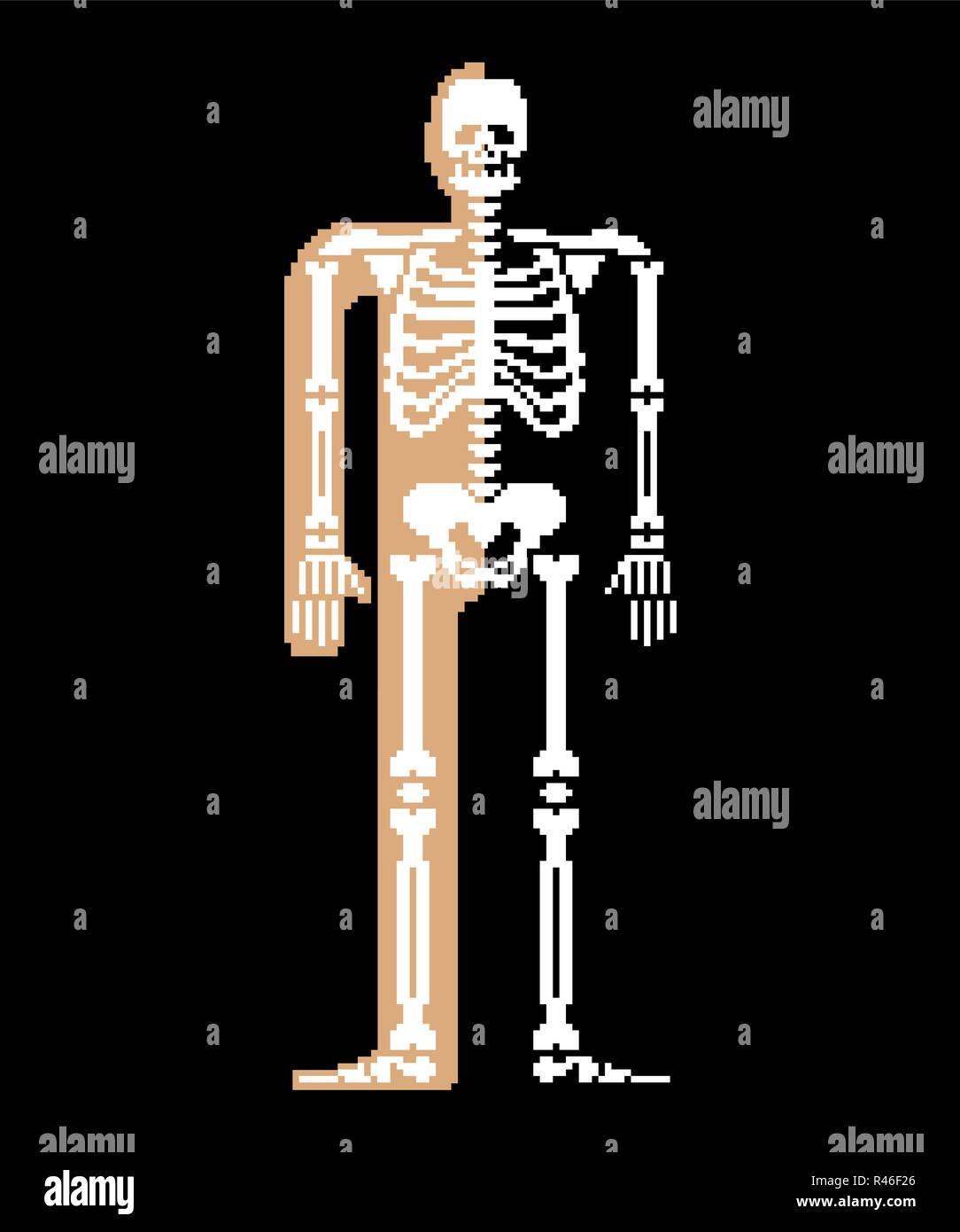 Skelett pixel Art Schädel und Knochen Anatomie 8 Bit. Pixelate Beckenknochen und Rippen. Wirbelsäule und Bandscheiben. Menschliche Knochen System 16 Bit. Alte spiel computer grap Stock Vektor
