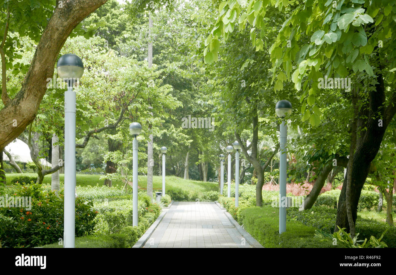 Paar grüne Palmen im Hong Kong City Park Stockfoto