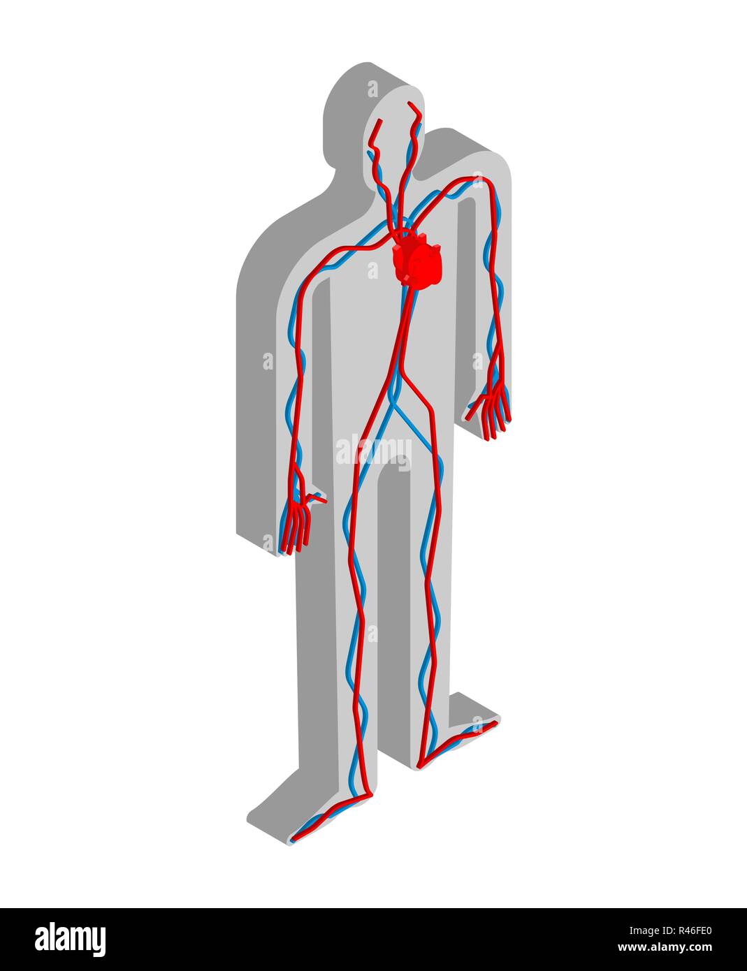 Herz und Blutkreislauf isometrische Anatomie des menschlichen Körpers. Innere Organe 3 D. Organsysteme Körper Stock Vektor
