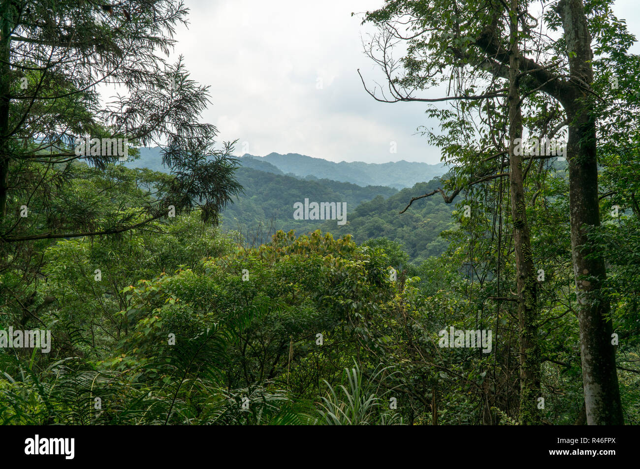 Panoramablick Auf Einen Tropischen Regenwald In Asien Taiwan An Einem Sonnigen Im Sommer Stockfotografie Alamy