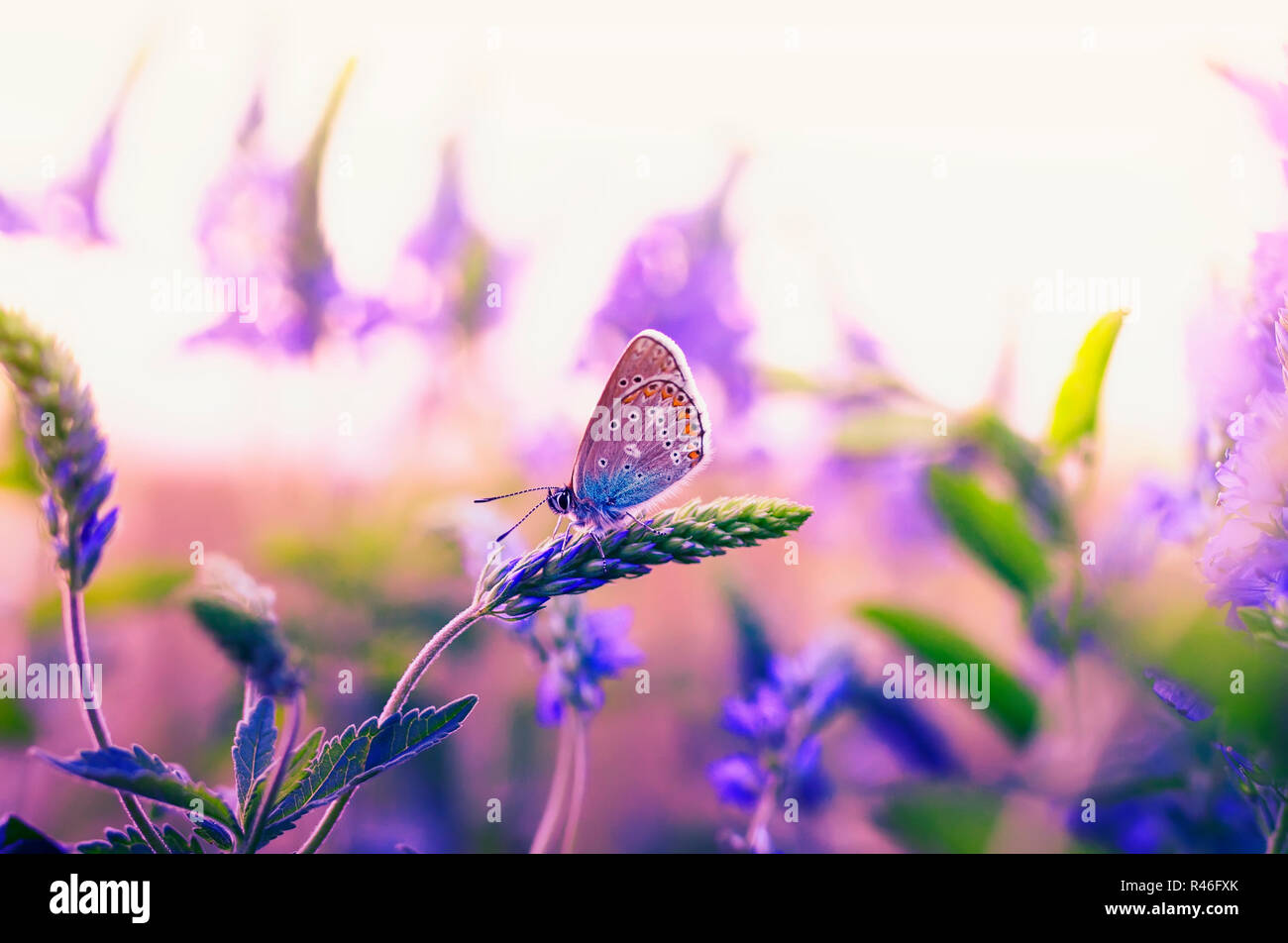 Schöne kleine Schmetterling Taube flog auf einer Sommerwiese und sitzt durch die blauen und violetten Blüten und die Strahlen der Sonnenuntergang Sonne umgeben Stockfoto