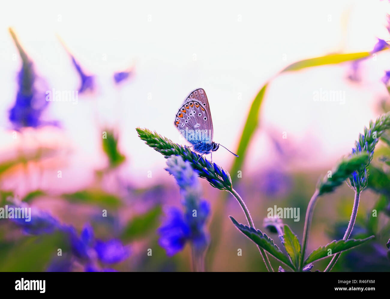 Schöne kleine Schmetterling Taube flog auf einer Sommerwiese und sitzt durch die blauen und violetten Blüten und die Strahlen der untergehenden Sonne warm Sonne umgeben Stockfoto