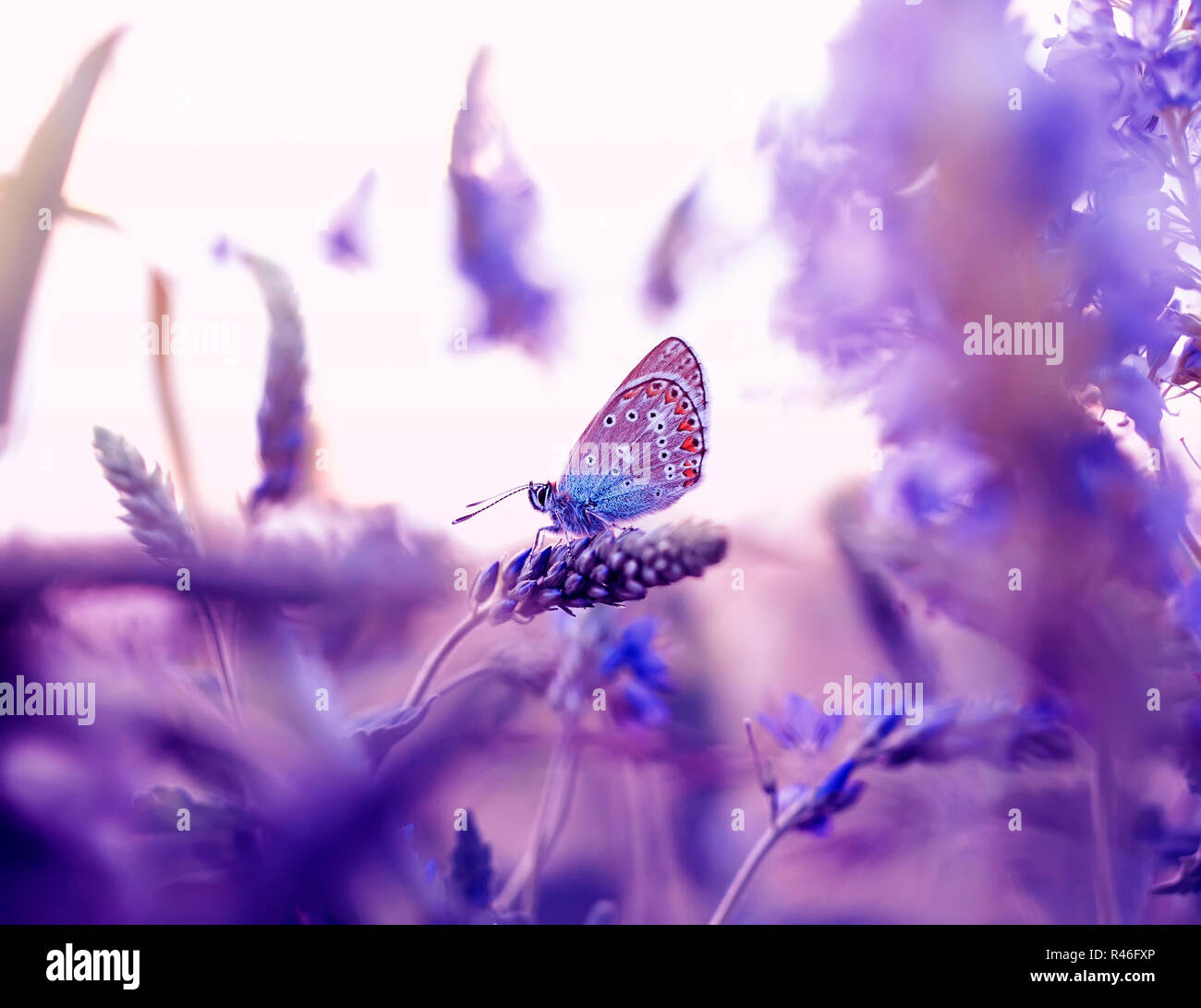 Little butterfly Taube sitzt in einem Sommer Wiese von Blüten in lila Tönen umgeben Stockfoto