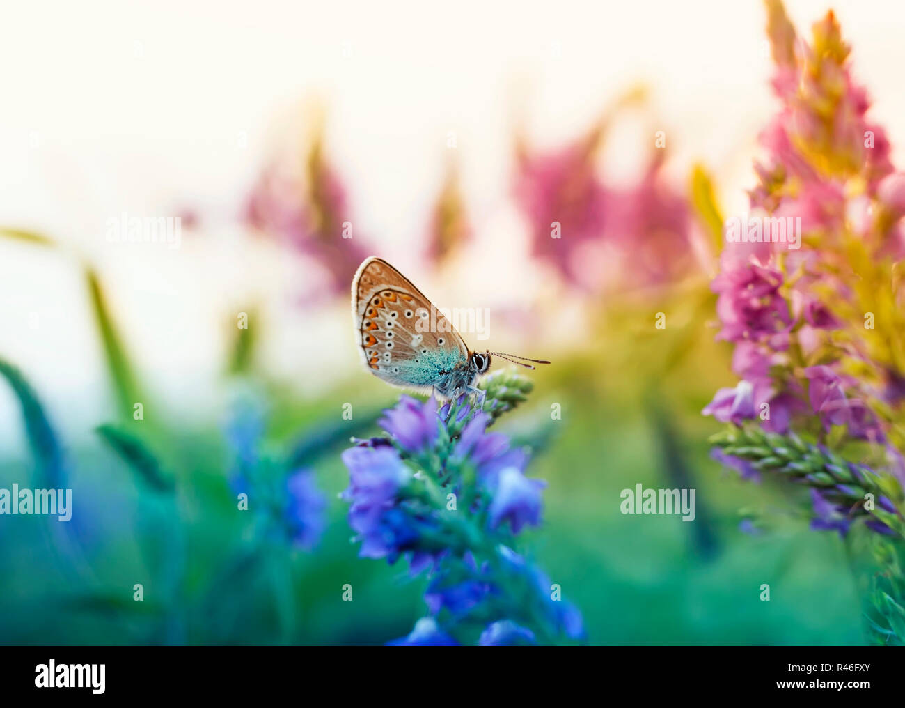 Schöne kleine Schmetterling Taube sitzt auf einem Sommer glade durch blaue Blumen an einem sonnigen Tag umgeben Stockfoto