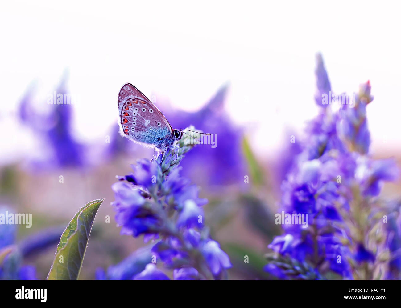 Little butterfly Taube sitzt an einem Sommerabend Wiese, die von blauen Blumen umgeben Stockfoto