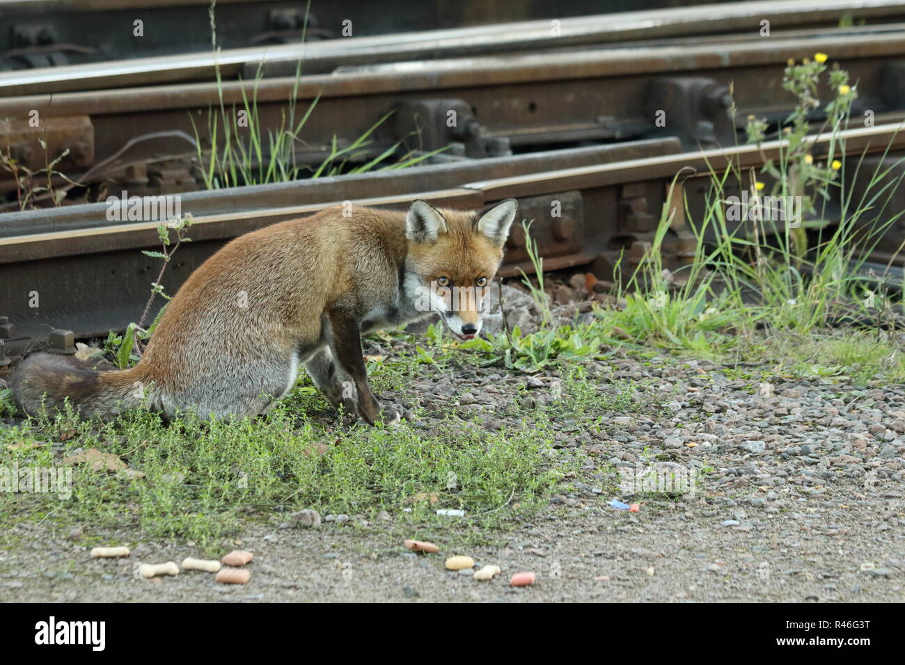 Dunkle Augen bei Chingford Depot Stockfoto