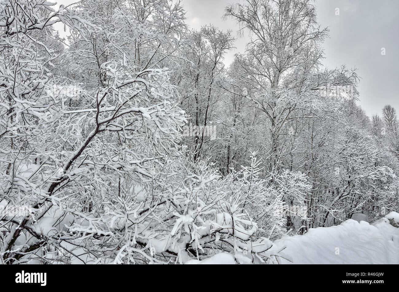 Reiz der Winterlandschaft - schwarze Zweige von Bäumen bedeckt mit frischen flauschigen weißen Schnee - ein Märchen der Winter Forest Stockfoto