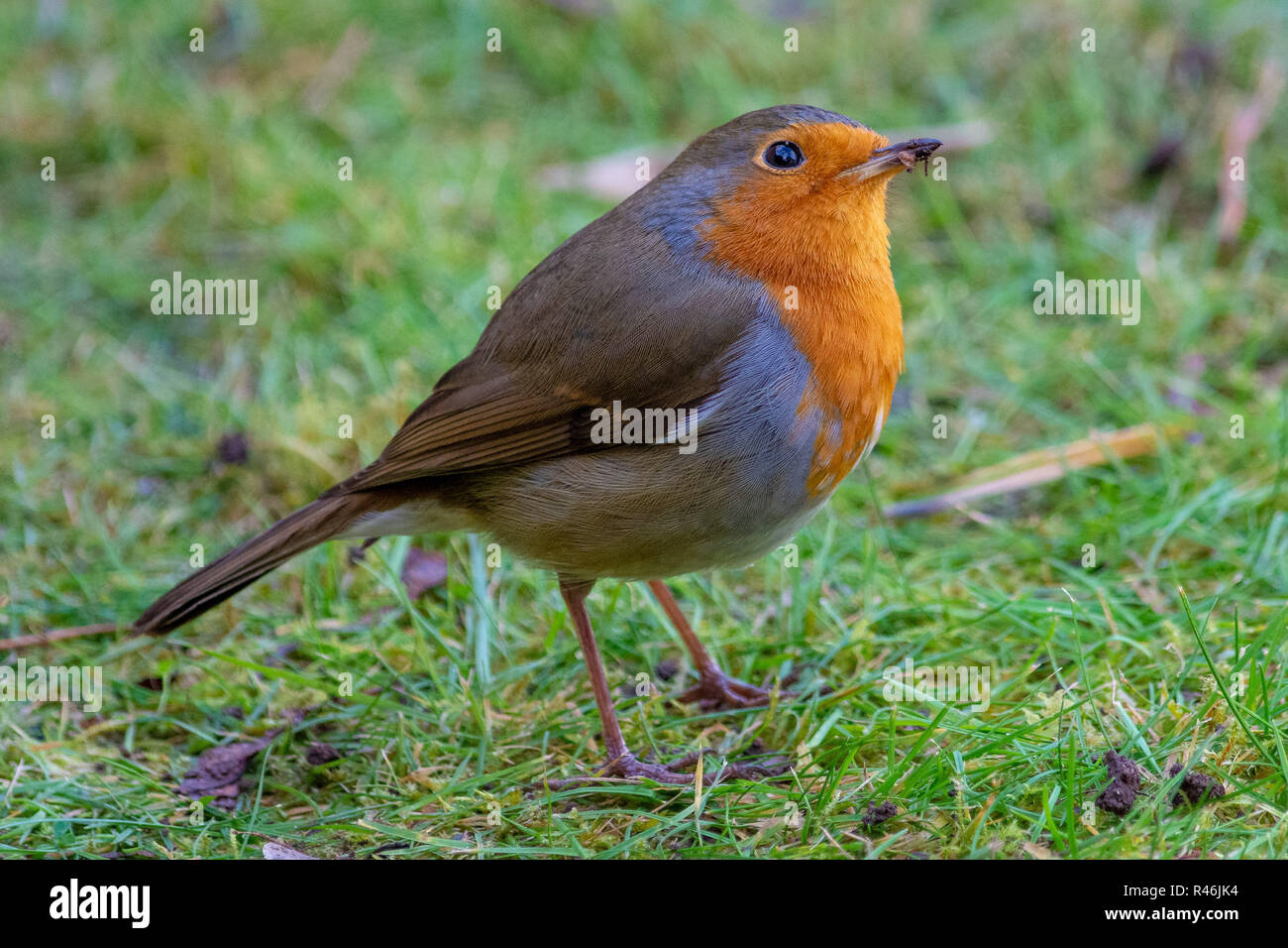 Robin im Garten Stockfoto